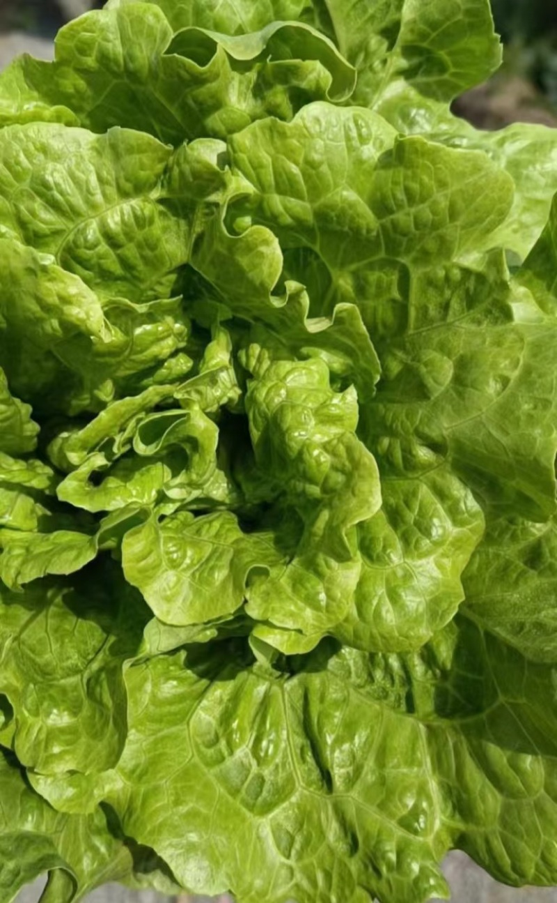 意大利生菜产地直销量大质优价格优惠欢迎各大老板采购