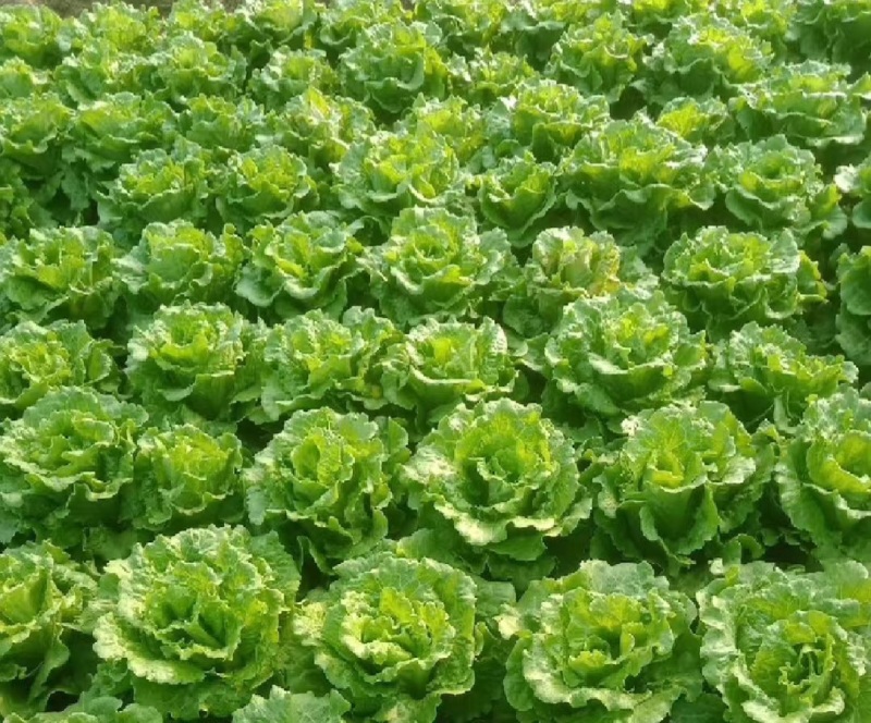 意大利生菜产地直销量大质优价格优惠欢迎各大老板采购