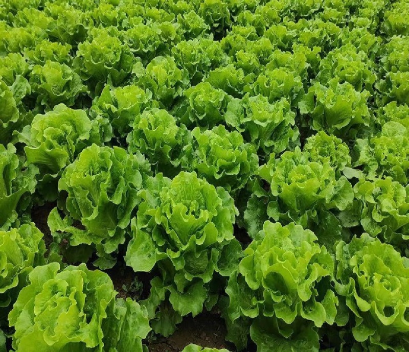 意大利生菜产地直销量大质优价格优惠欢迎各大老板采购