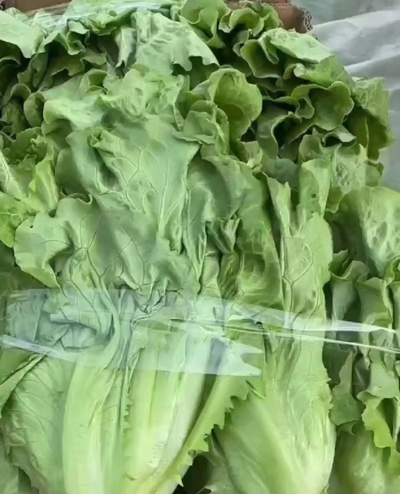 意大利生菜产地直销量大质优价格优惠欢迎各大老板采购