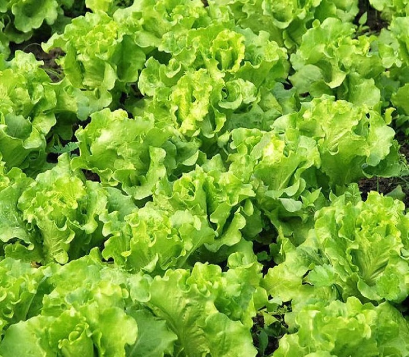 意大利生菜产地直销量大质优价格优惠欢迎各大老板采购