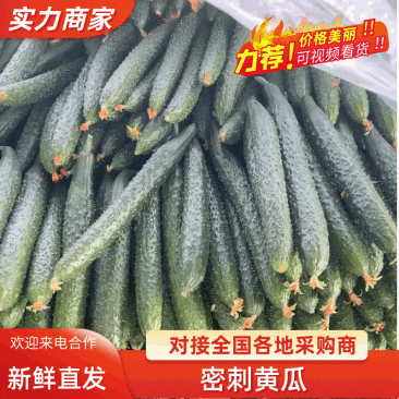 精品黄瓜🥒产地直发🥒电商超市、质量保证、物流全国
