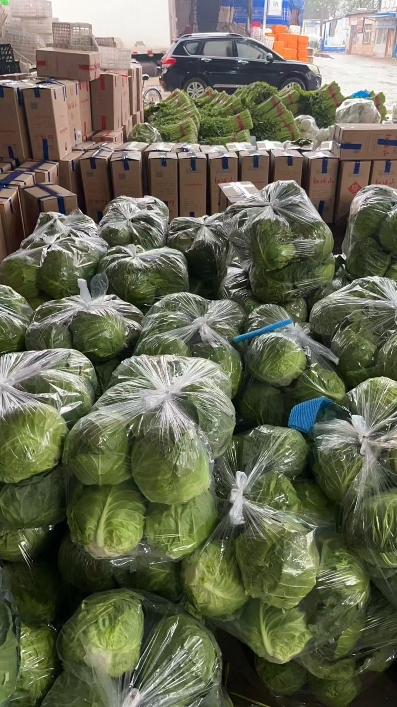【中甘甘蓝】山东聊城基地直供一手货源质量保证对接商超
