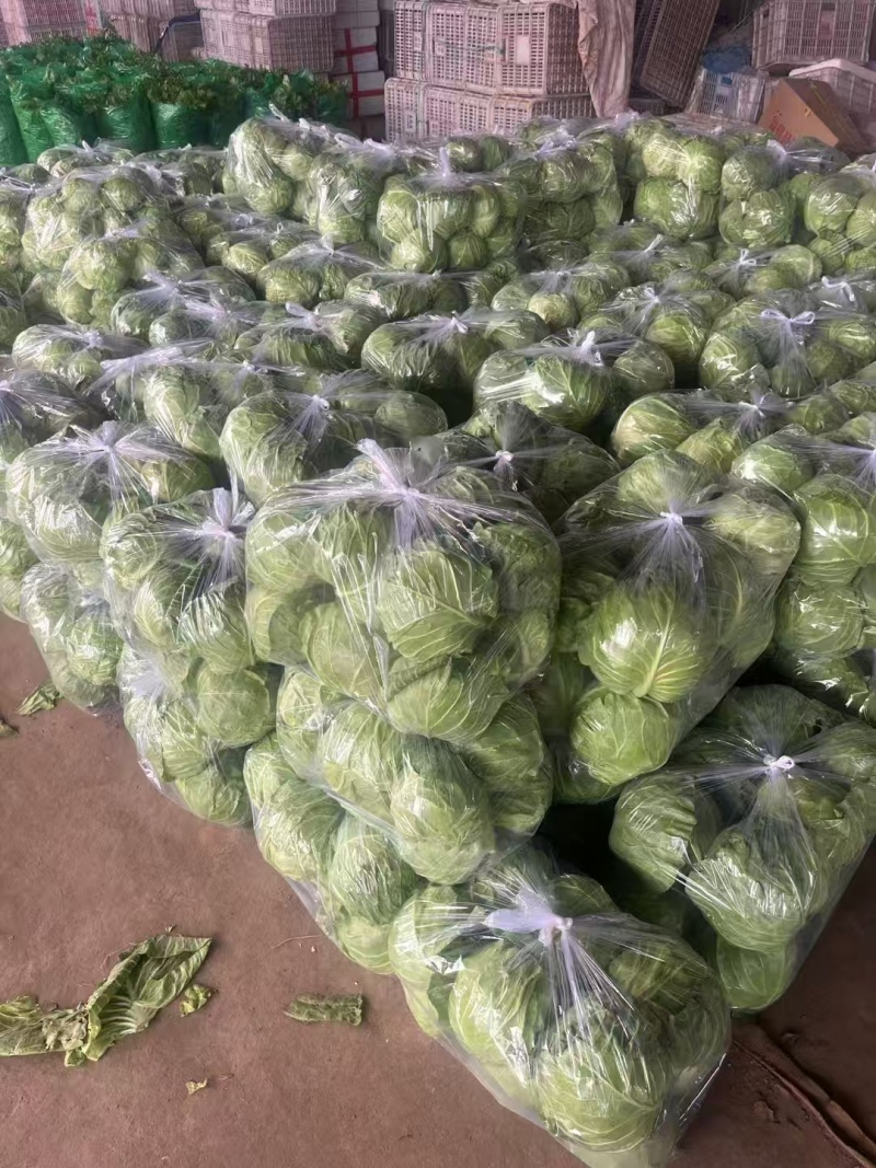 【中甘甘蓝】山东聊城基地直供一手货源质量保证对接商超