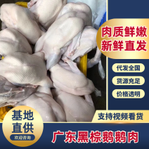 乌棕鹅黑棕鹅厂家直销量大从优价格优惠诚信经营欢迎咨询