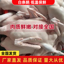 广东黑棕鹅鹅肉白条鹅鲜冻光鹅新鲜光鹅烧腊烧鹅原材料