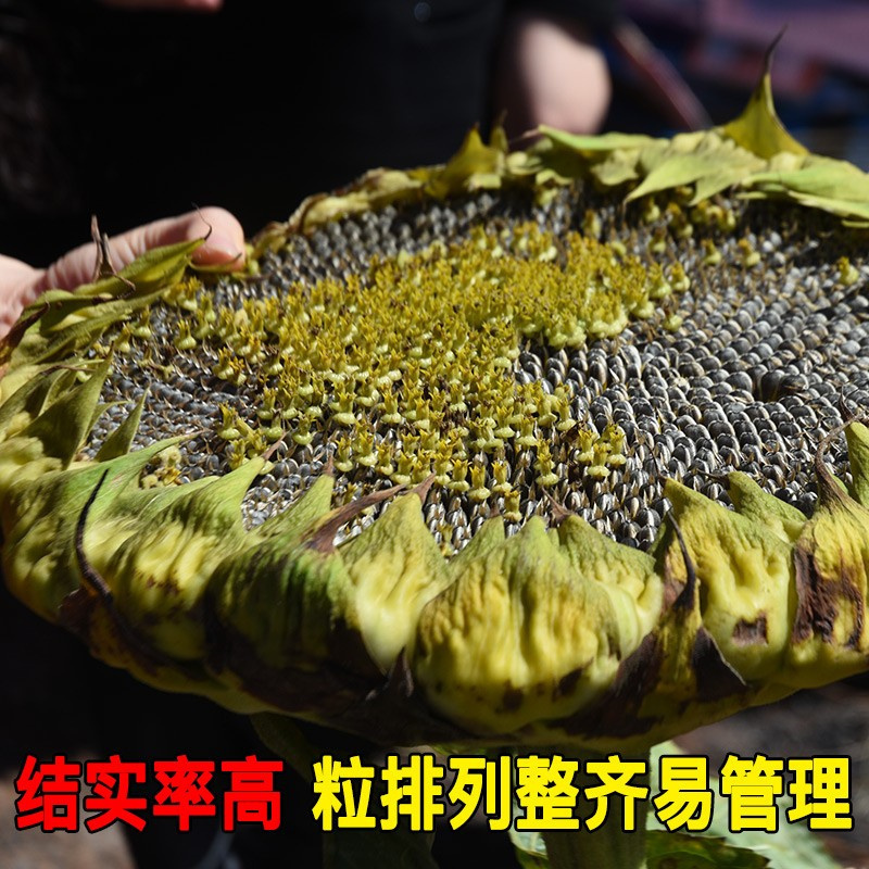 油葵种子油霸王DW667三系杂交非转基因