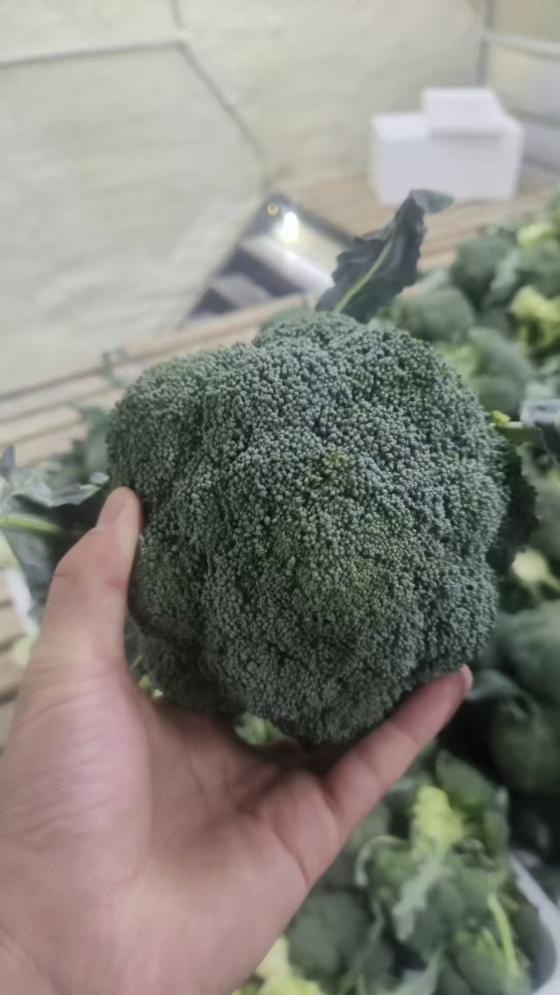 云南精品西兰花上市对接全国市场商超电商量大价优来电