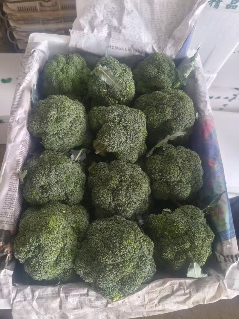 云南精品西兰花上市对接全国市场商超电商量大价优来电