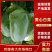 黄心大白菜鲜嫩整颗色泽鲜绿口感脆甜大量上市全国发货
