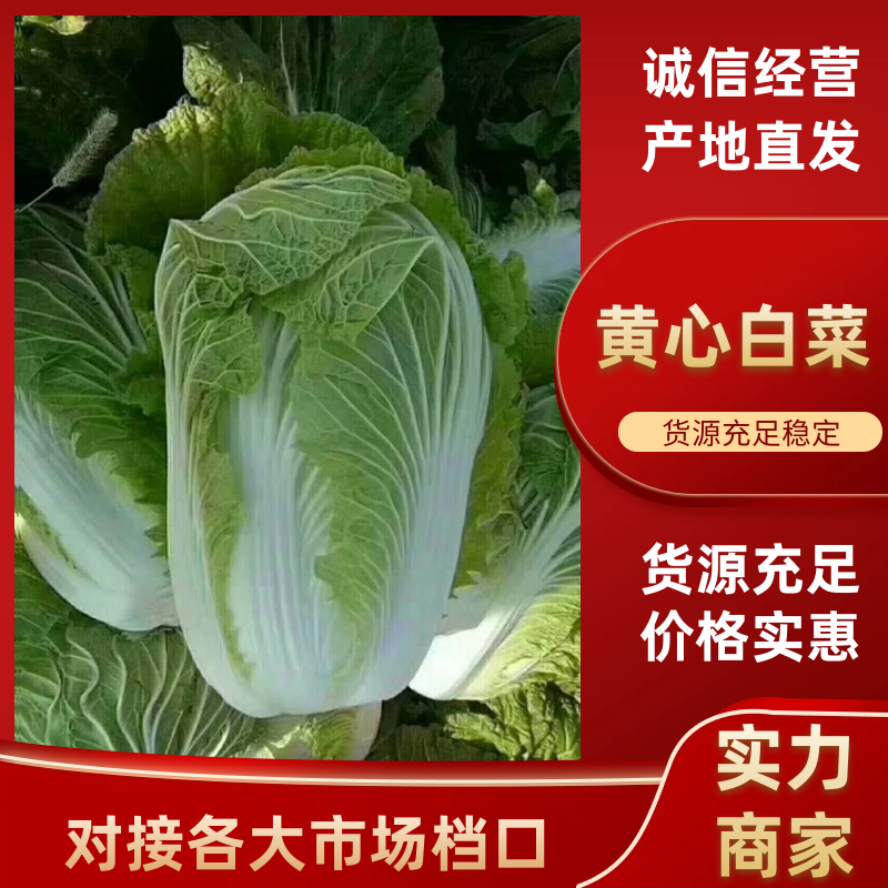黄心大白菜鲜嫩整颗色泽鲜绿口感脆甜大量上市全国发货