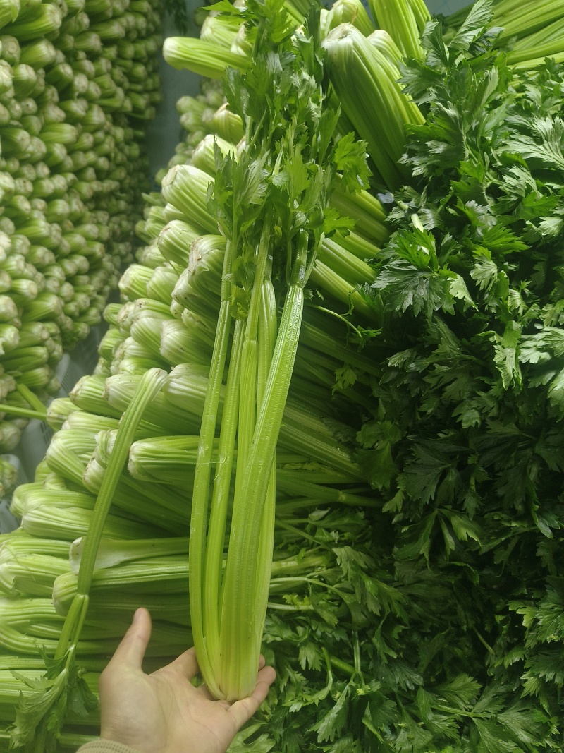 云南精品西芹大量供货对接全国市场商超社区团购品质保证