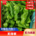 山东青椒辣椒精品芜湖薄皮辣椒，颜色鲜亮，个头均匀