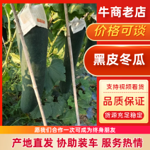 好货推荐黑皮吊冬瓜基地一手货源对接电商市场超市