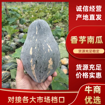 香芋南瓜广东产地直发对接电商市场商超保质保量