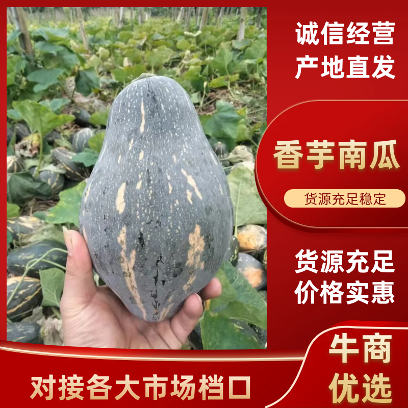 香芋南瓜广东产地直发对接电商市场商超保质保量