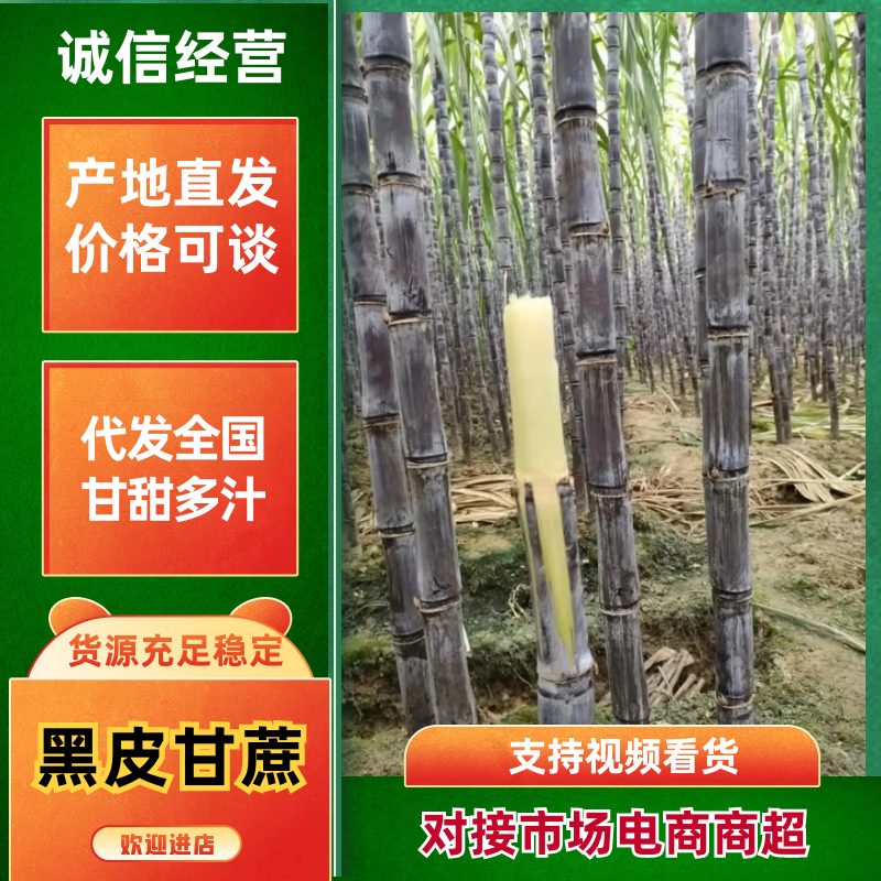 翁英两县黑皮甘蔗大量上市现货可对接电商商超大宗批发
