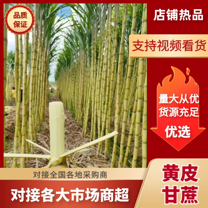广东黄皮甘蔗基地发货对接电商市场商超保证质量
