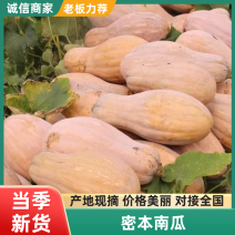 广东产地密本南瓜对接电商商超市场保质保量