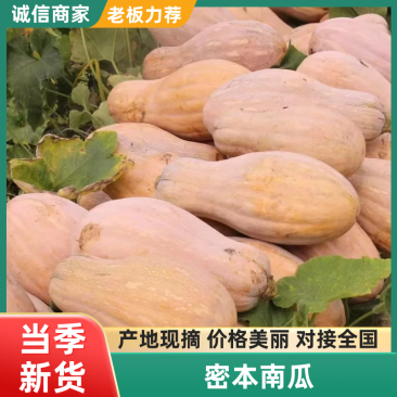 广东产地密本南瓜对接电商商超市场保质保量
