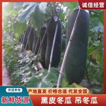 精品推荐黑皮冬瓜基地直发对接电商市场商超