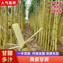 黄皮甘蔗产地直发对接电商市场商超可视频看货
