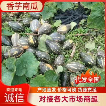 好货推荐香芋南瓜基地直发全国发货可视频看货