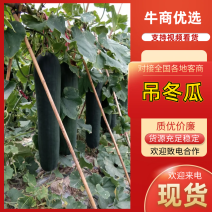 黑皮吊冬瓜黑皮冬瓜基地直发对接电商市场商超全国发