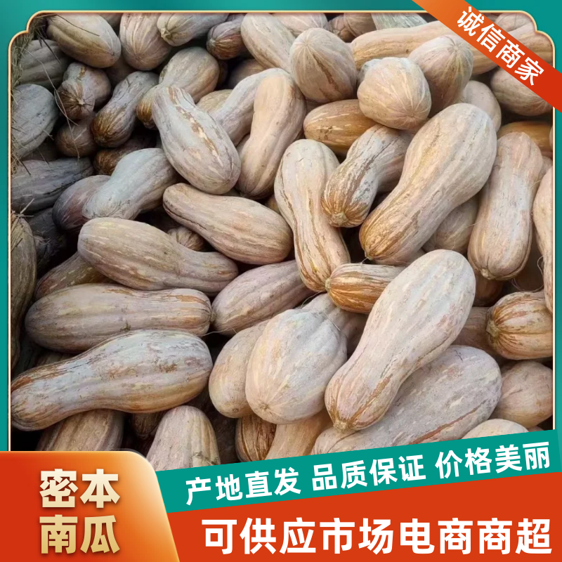 精品推荐密本南瓜基地直发对接电商市场商超