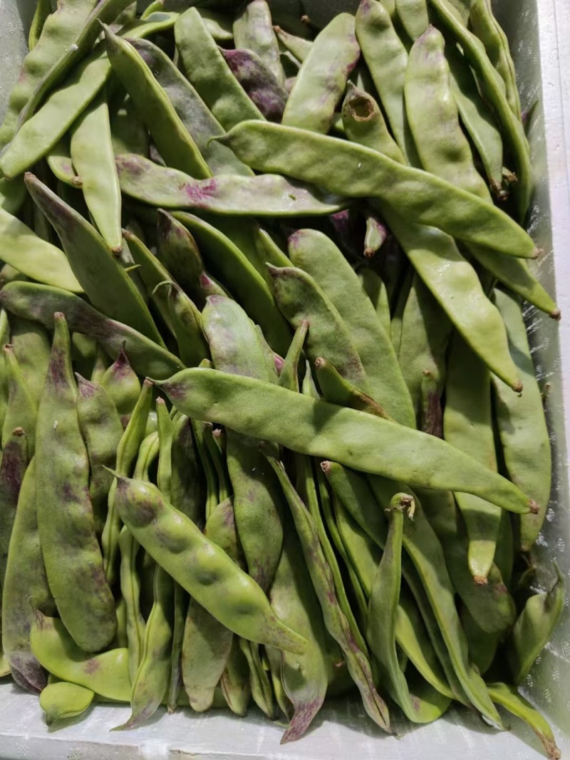 山东菏泽优质白豆，白不老大量供应诚信经营欢迎选购