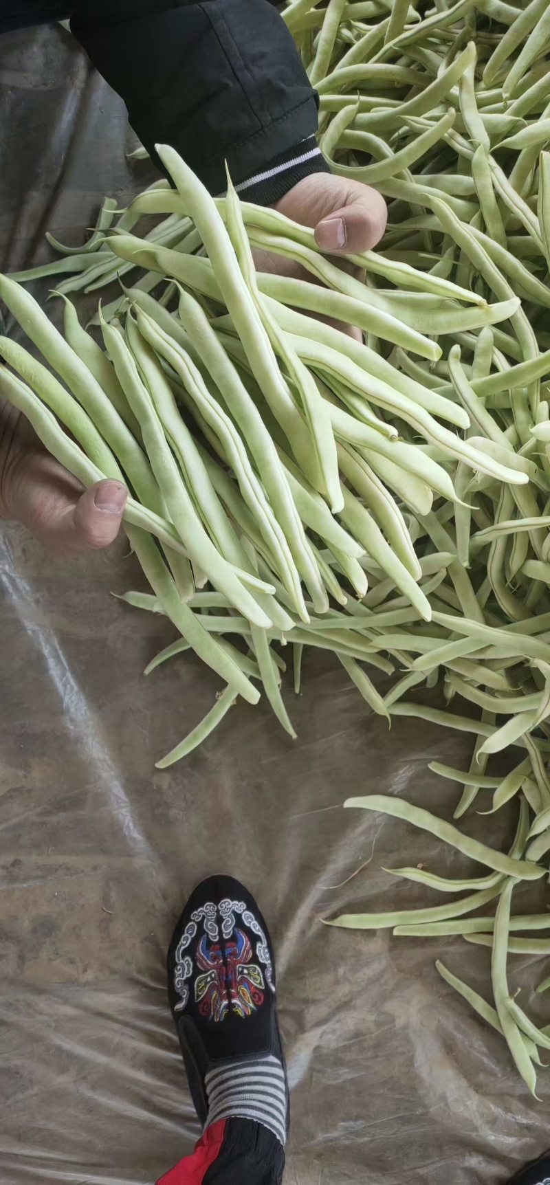 山东菏泽优质白豆，白不老大量供应诚信经营欢迎选购