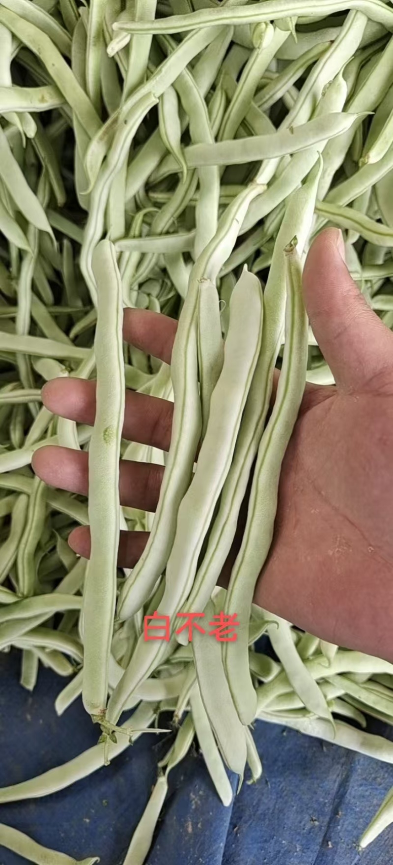 山东菏泽优质白豆，白不老大量供应诚信经营欢迎选购
