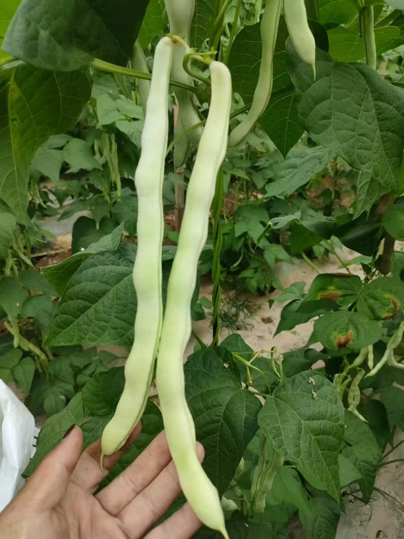 山东菏泽优质白豆，白不老大量供应诚信经营欢迎选购