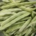 山东菏泽优质白豆，白不老大量供应诚信经营欢迎选购