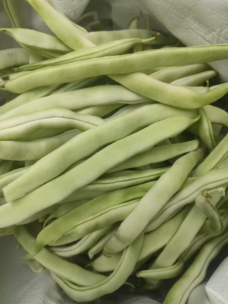 山东菏泽优质白豆，白不老大量供应诚信经营欢迎选购
