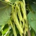 山东菏泽优质白豆，白不老大量供应诚信经营欢迎选购