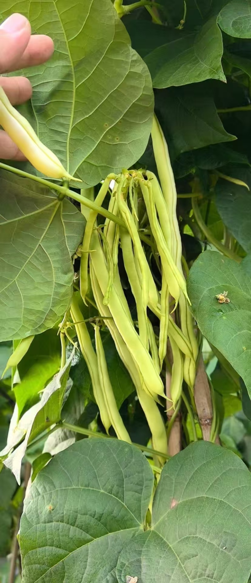 山东菏泽优质白豆，白不老大量供应诚信经营欢迎选购