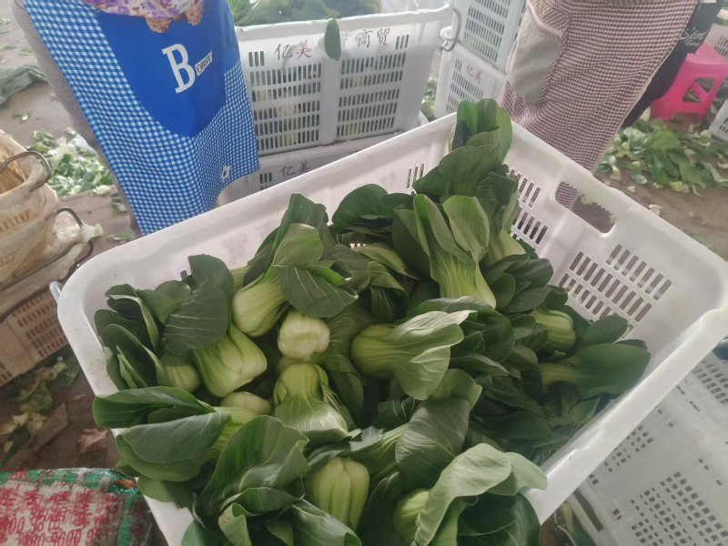 精品上海青上品质保证现挖现发量大价优欢迎来电咨询