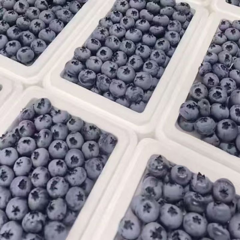 蓝莓L25品种产地直发大量有货可视频看货