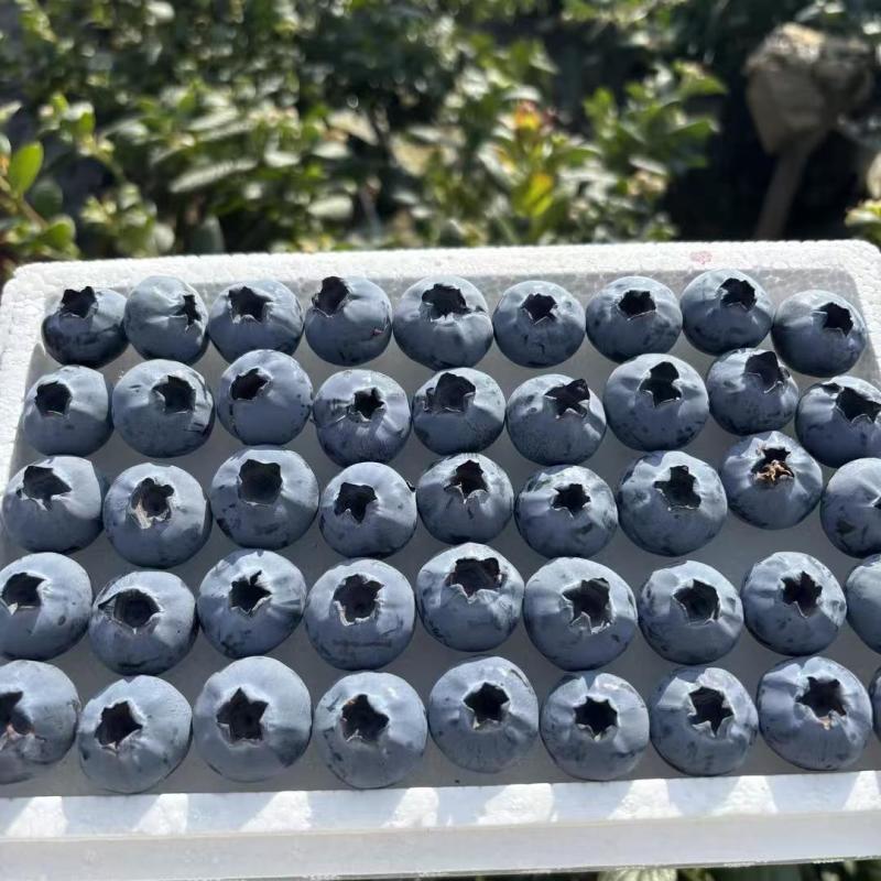 蓝莓L25品种产地直发大量有货可视频看货