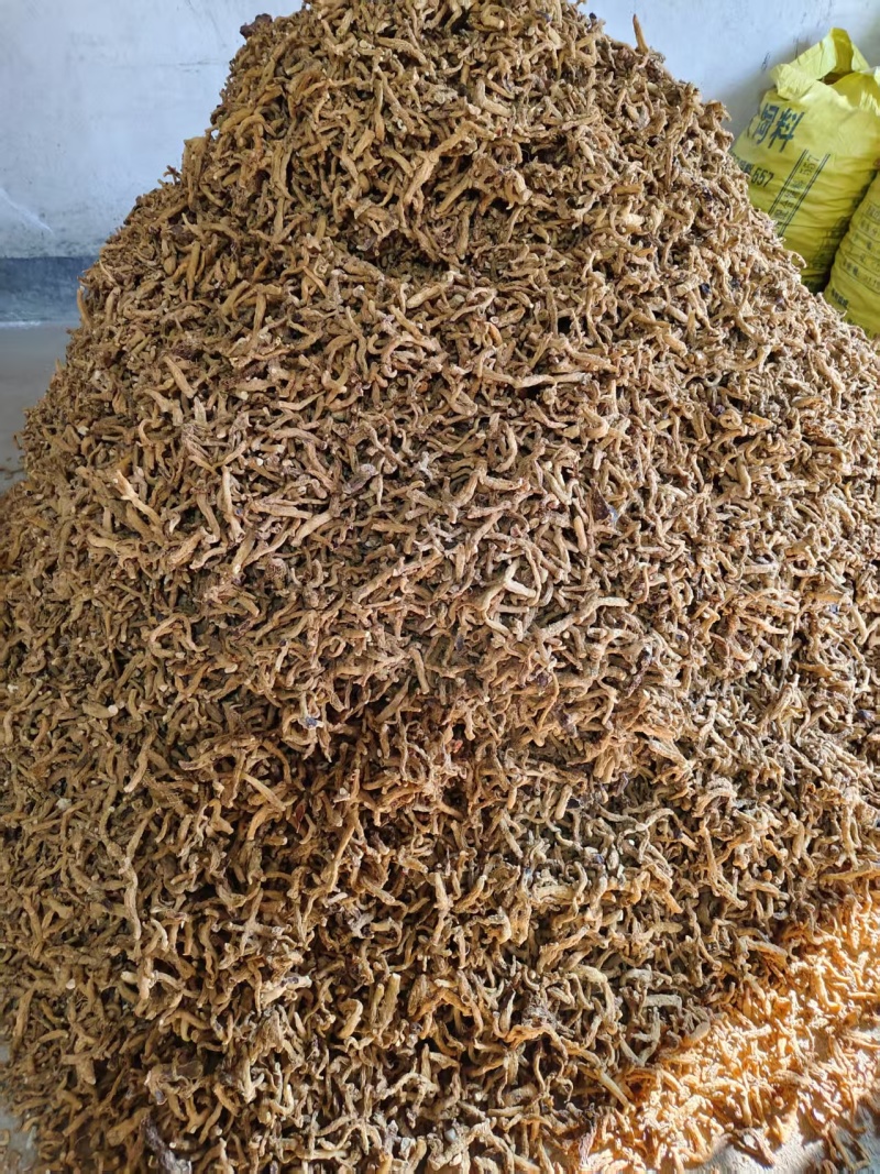 【黄精】多花倒苗甜黄精基地直发，欢迎客商前来采购！