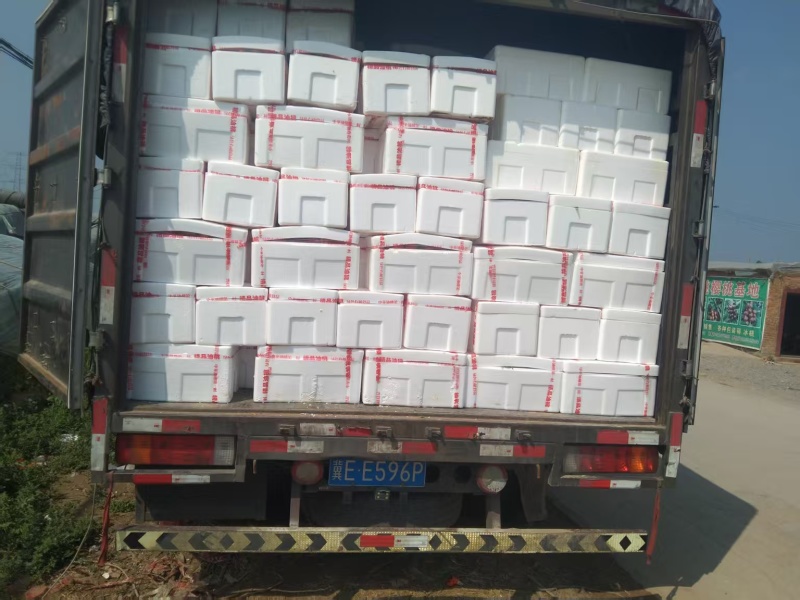 【中油四号油桃】山东聊城冠县油桃自家大棚一手货源现摘现发