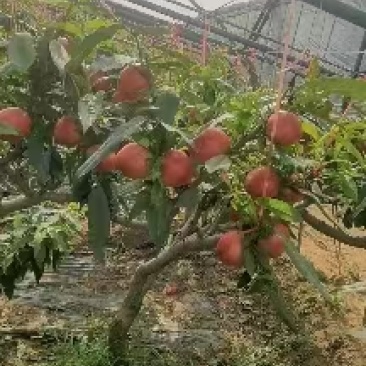 【油桃】中油十八果形好颜色靓丽卖相好甜度高硬度好耐运输储存