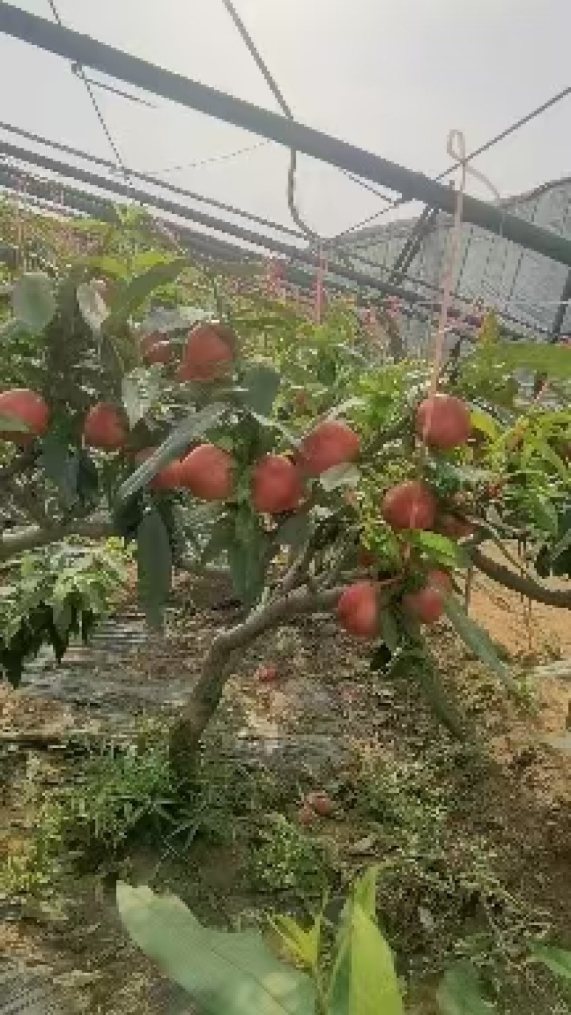 【油桃】中油十八果形好颜色靓丽卖相好甜度高硬度好耐运输储存
