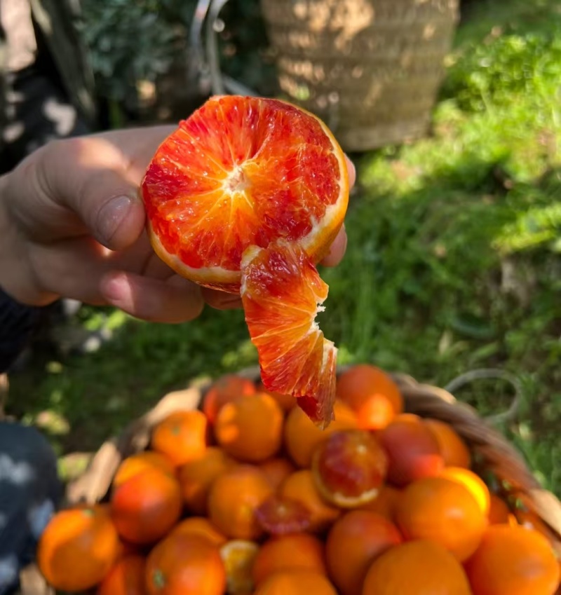 （热卖中）血橙湖北精品血橙，一手货源规格齐全代发全国