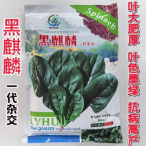 黑麒麟菠菜种子2斤原装春秋墨绿菠菜种籽适合捆扎肥厚大圆叶