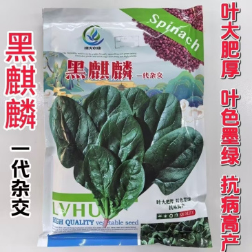 黑麒麟菠菜种子2斤原装春秋墨绿菠菜种籽适合捆扎肥厚大圆叶