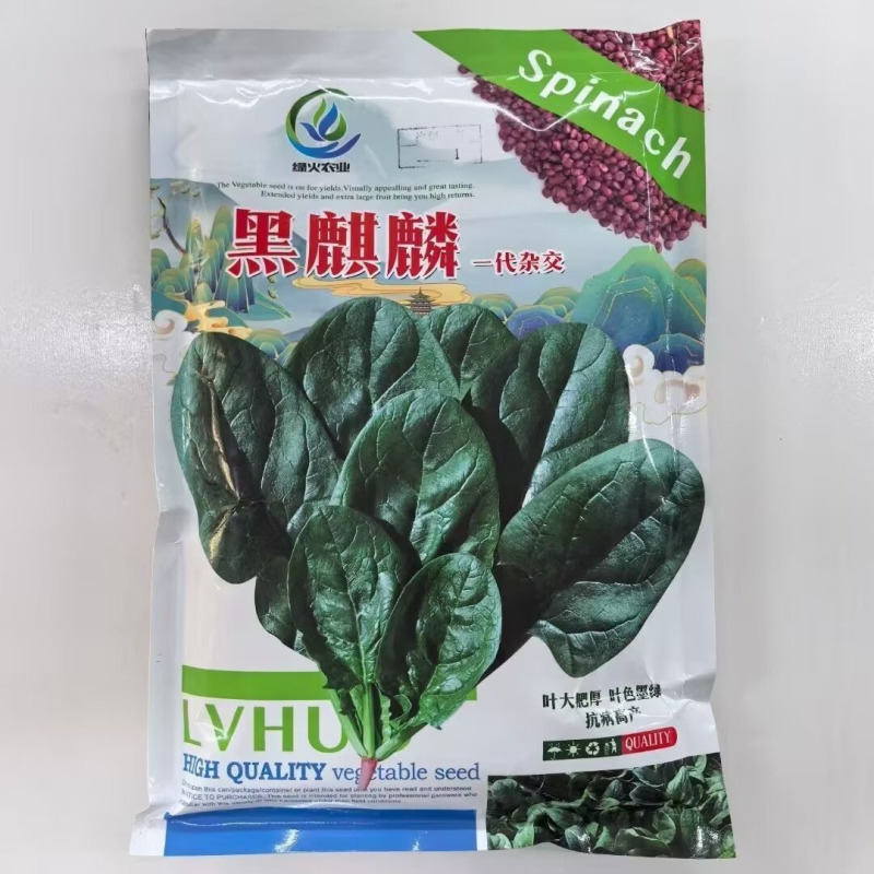 黑麒麟菠菜种子2斤原装春秋墨绿菠菜种籽适合捆扎肥厚大圆叶