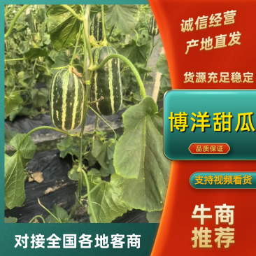 【推荐】山东禹城博洋9甜瓜，大量上货，万亩基地，欢迎来点