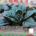 塌地王子菠菜种子5斤塌地趴地菠菜种籽耐寒高产叶色深绿肥厚